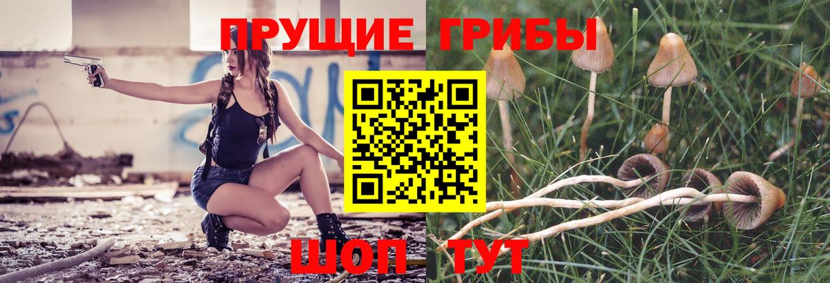 Псилоцибиновые грибы Psilocybe Торжок